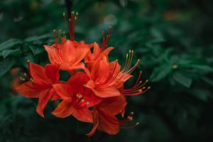 Native - Flame Azalea