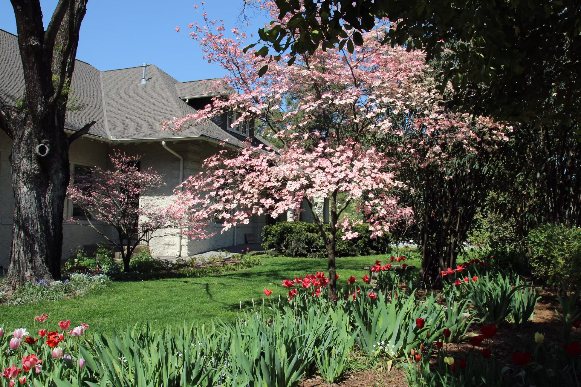 Dogwood and tulips IRH&G