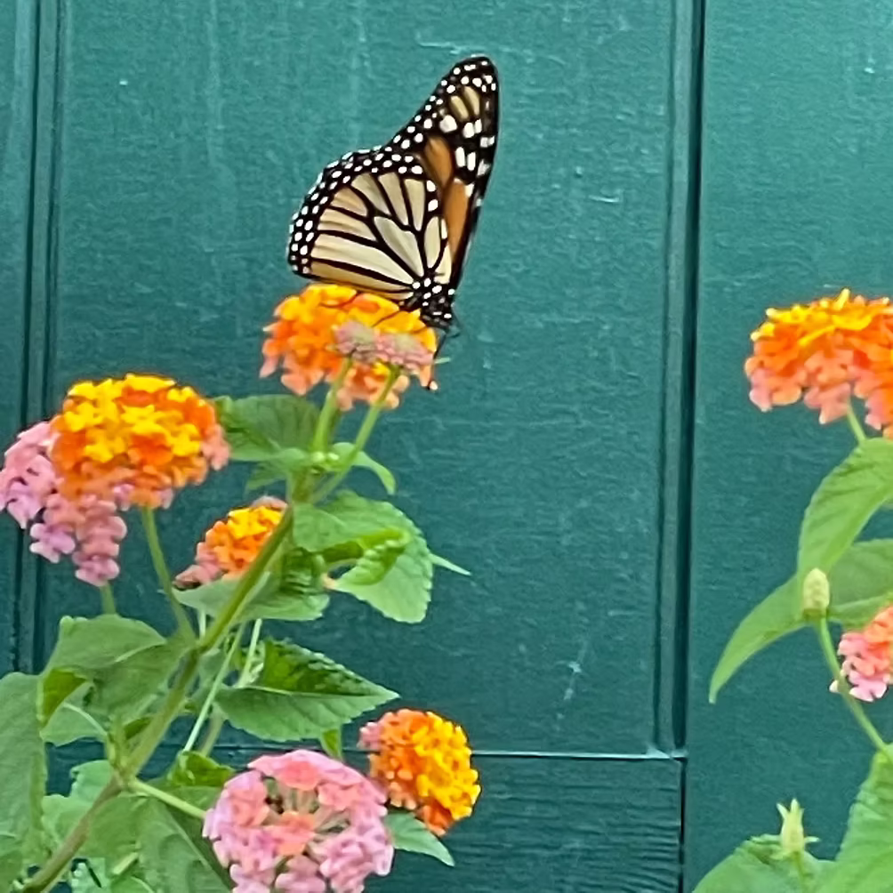 Monarch Butterfly on Lantana