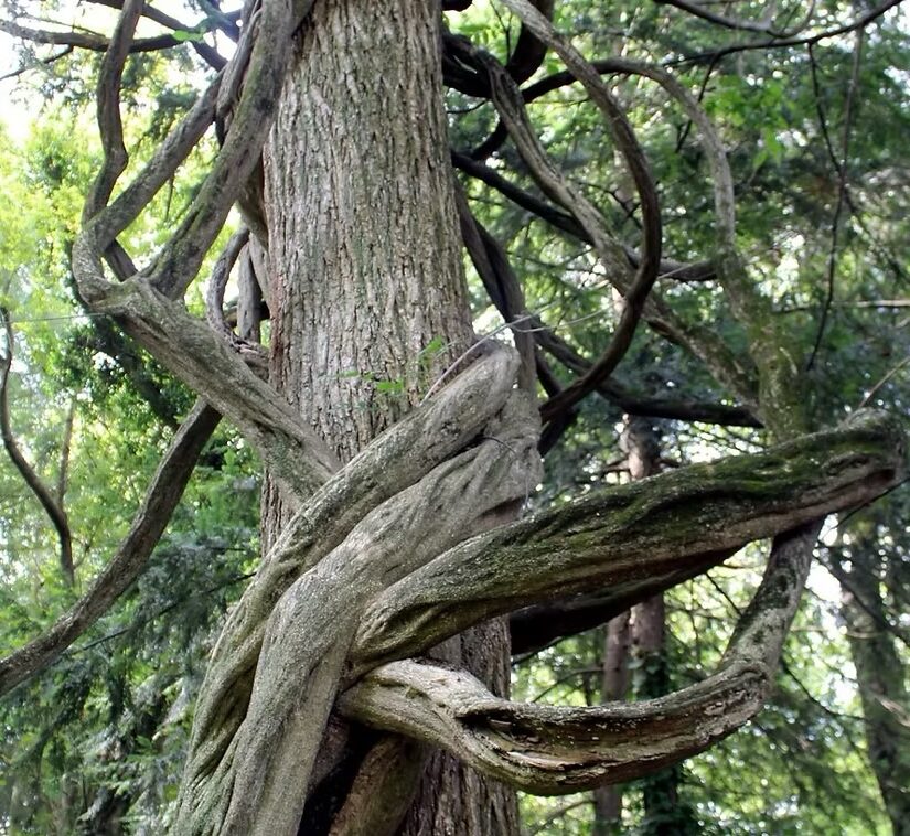 Racheff Tree with Old Wisteria Vine