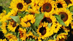 Summer Sunflowers