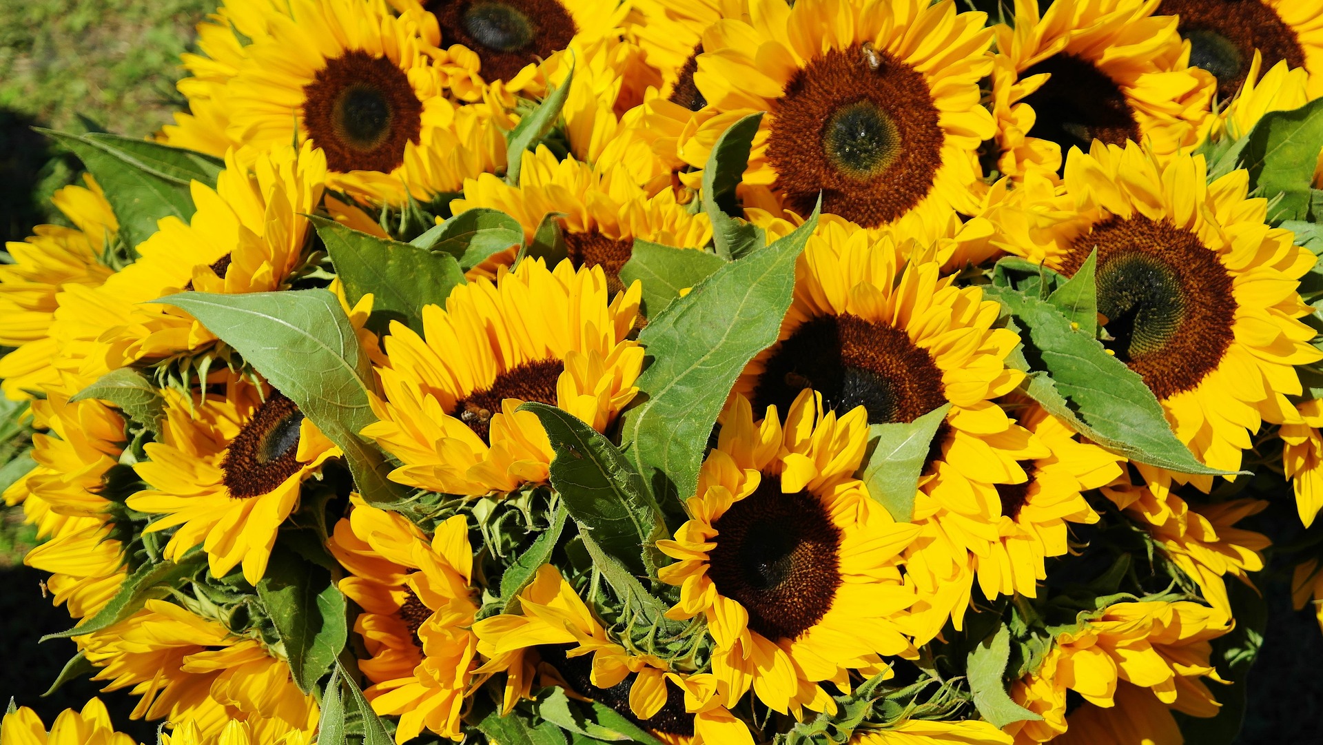 Summer Sunflowers
