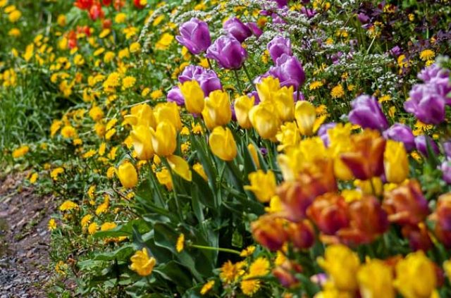bordergarden