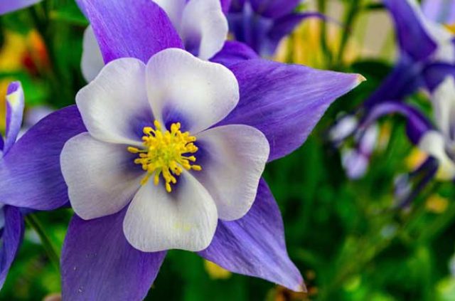 DIV-columbine