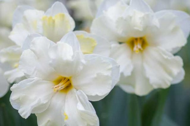 daffodils-white