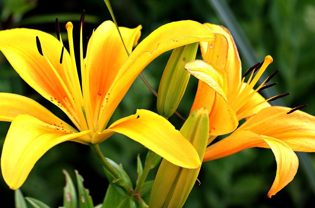 lilies-horticuulture lilies-horticuulture