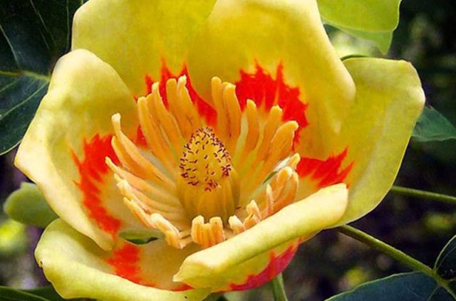 DIII-yellow_poplar_flower_on_tree_800x600